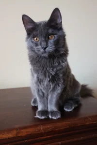 Kartouzské kotě - Enchantress Blue Alchemist