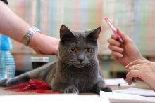 MVK Praha 2021 - Pirouette de Juma, Chartreux