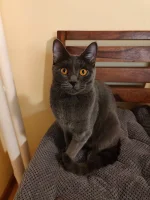 Electra Blue Alchemist narozeniny 2024