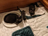 Kartouzské kotě - Greebo Geralt Blue Alchemist