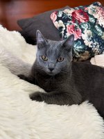 Dracarys - Darius Blue Alchemist