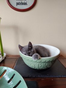 Sweet chartreux in bowl