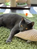 Chartreux Angua celebration 3nd year