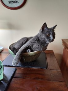 Sweet chartreux in bowl
