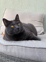 Angua Blue Alchemist narozeniny 2025