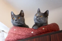 Kartouzské kočky - Catana a Ciri Blue Alchemist narozeniny 2026 Kartouzské kočky - Catana a Ciri Blue Alchemist narozeniny 2026