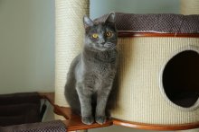 Amonet Chartreux - 9 měsíců