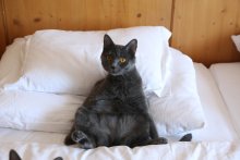 Amonet Blue Alchemist relaxed