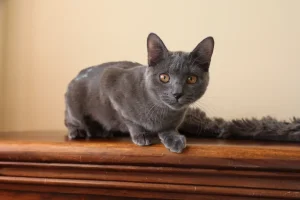 Kartouzské kotě - Erelah Blue Alchemist