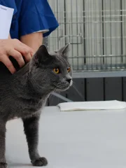 Kartouzská kočka - Letizia Opera Prima