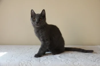 Kartouzské kotě - Darius Blue Alchemist