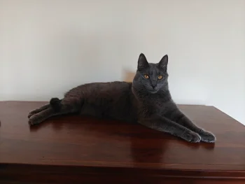 Kartouzské kotě - Faustus Blue Alchemist Kartouzské kotě - Faustus Blue Alchemist