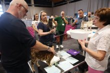 IK Wiener Neustadt 2022