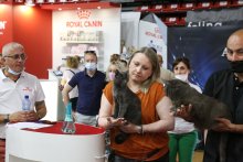 Castellanza cat show 2022