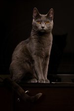 Chartreux Catana celebration 1st year