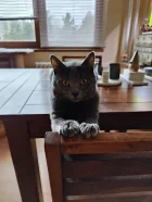 Kartouzský kocour - Eros della Francigena