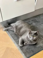 Anubis The Legacy Blue Alchemist narozeniny 2024