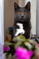 Chartreux Ciri celebration 1st year