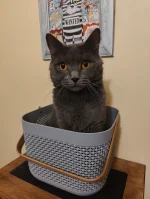 Amonet Blue Alchemist narozeniny 2024