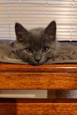 Chartreux Darius