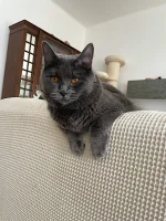 Enchantress Blue Alchemist narozeniny 2025