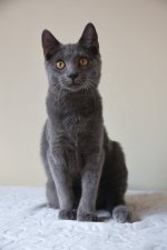 Chartreux Conan
