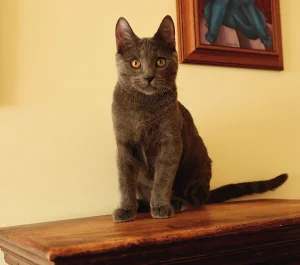 Kartouzské kotě - Greebo Geralt Blue Alchemist