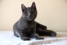 Chartreux Darius