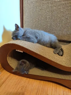 Chartreux Furyans kittens
