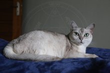 Burmilla Ally 11. anniversaire