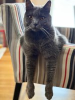 Chartreux Darius celebration 2nd year Chartreux Darius celebration 2nd year