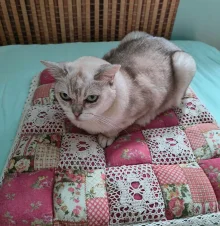 Burmila - Ally Miloe Fiskardo