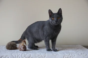 Kartouzské kotě - Deianeira Blue Alchemist