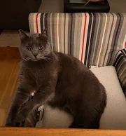 Darius Blue Alchemist narozeniny 2026 Darius Blue Alchemist narozeniny 2026