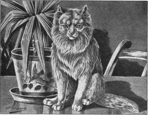 Jean Bungartz - Cartusian cat